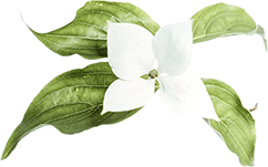 fiore bianco elemiss